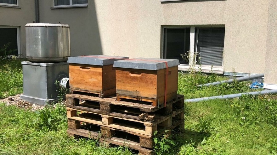 Bienenpatenschaft - Nathan Gardner - die beiden Bienenvölker haben auf unseren Küchendach einen Platz gefunden Bienenpatenschaft - Nathan Gardner - die beiden Bienenvölker haben auf unseren Küchendach einen Platz gefunden